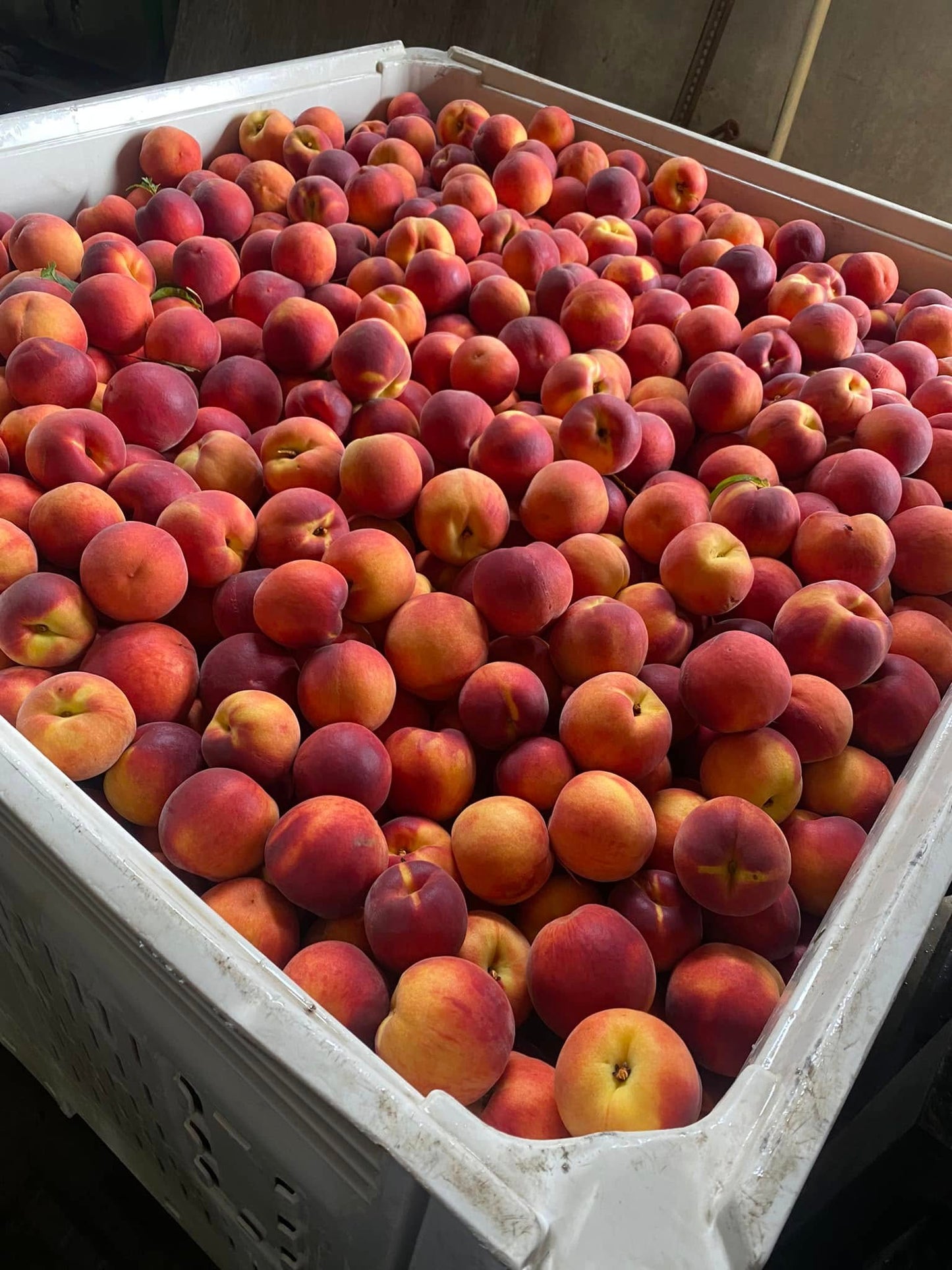Missouri Peaches