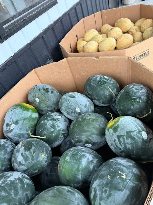 Sweet Gem Black Watermelon