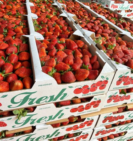 North Carolina Strawberries